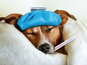 Шта треба знати о грипу код паса