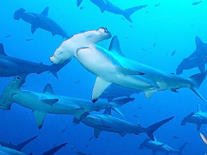 Ајкула вегeтаријанац