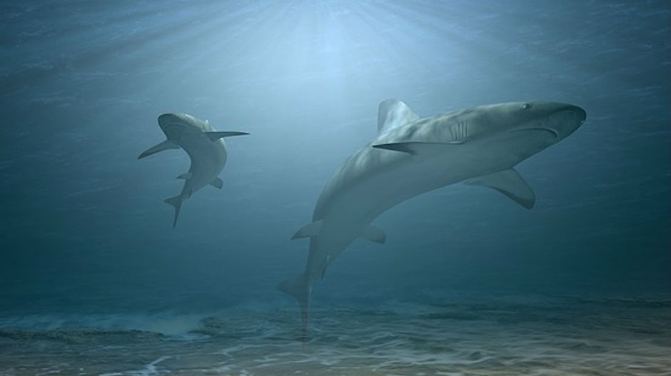 У Јадранском мору живи 30 врста ајкула!