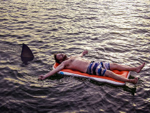 Ако спазите ајкулу, само мирно!