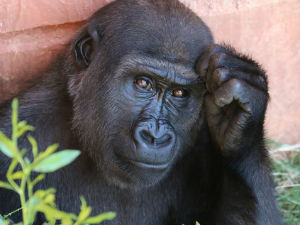 Поново се отвара лондонски зоо врт, гориле посебно узбуђене