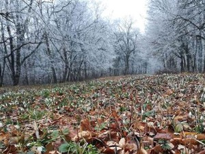 Шума Каленић проглашена за строги резерват природе