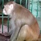 Мајмунски Ханибал Лектор у доживотној самици, ујео 250 људи