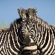 Људи не знају која од ових зебри гледа у камеру