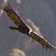 Савршенство еволуције – андски кондори лете и 170 километара без једног покрета крила