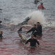 Ритуал убијања 250 китова и 35 делфина на Фарским острвима