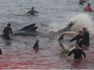Ритуал убијања 250 китова и 35 делфина на Фарским острвима