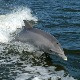 Делфини уживали у Боки которској, а туристи у призору