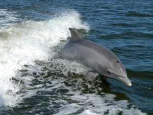Делфини уживали у Боки которској, а туристи у призору
