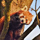 Од партнера и младунаца побегла на дрво - Црвену панду морали да омаме и врате породици