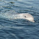 Несвакидашњи призор - игра ретког албино делфина у водама Калифорније