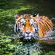 Велике мачке обележавају свој дан, тигрови и даље на ивици опстанка