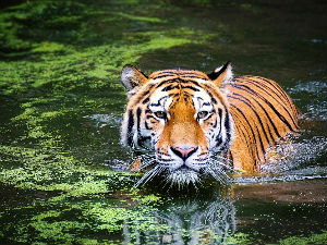 Велике мачке обележавају свој дан, тигрови и даље на ивици опстанка