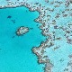 Трагично одумирање – половина Великог коралног гребена мртва