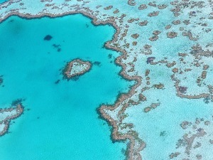 Трагично одумирање – половина Великог коралног гребена мртва