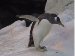 Олде, најстарији пингвин на свету постала члан породице Гинисових рекордера