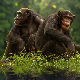 Научници утврдили да се шимпанзе у старости, као и људи, радије друже са старим пријатељима