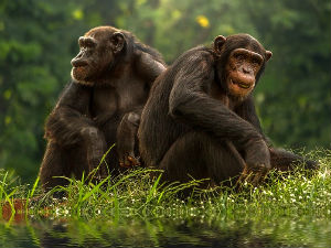 Научници утврдили да се шимпанзе у старости, као и људи, радије друже са старим пријатељима