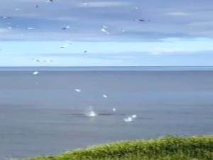 Птице купачице