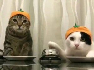 Павловљеве мачке