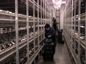 Фабрика печурака у Ковину највећа у Србији, запослено још 50 радника