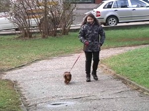 Девојчица за новац шета псе, а онда купује храну за луталице