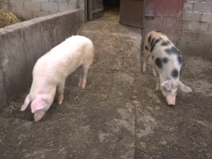 Ветеринарске службе зауздавају ширење афричке свињске куге у околини Алексинца