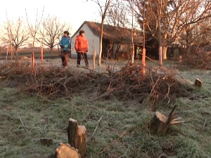 Да ли је време за пооштавање казнене политике према дрвокрадицама