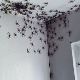 Само у Аустралији: Мама, имам гомилу паукова у соби