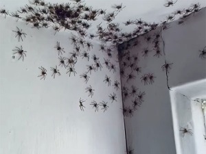 Само у Аустралији: Мама, имам гомилу паукова у соби