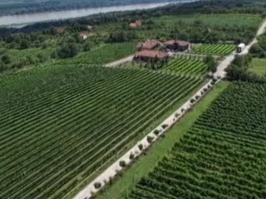 Зашто је важно да се винари упишу у Виноградарски регистар