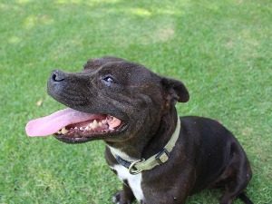 Бирмингем – девојка пронађена мртва у кући, сумња се да је убио њен стафорд