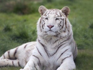 Одбегла тигрица после крвавог пира враћена у зоо-врт