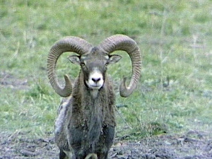 Последња оаза