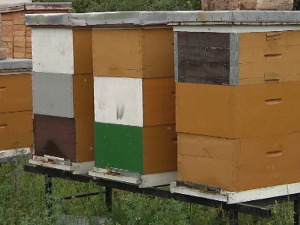 Кикинда издвојила средства за помоћ пчеларима