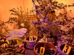 Суботица, откривена лабораторија за узгој марихуане 