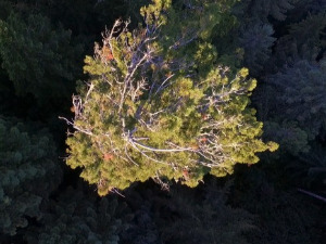 Приче о дрвећу: Борба за опстанак, 6-10