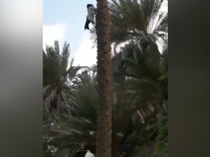 Коза која пркоси физици