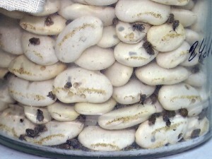 Мала буба, велики проблеми – пасуљев жижак на мети тима научника у Београду