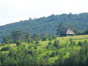 Горштаци међу златиборским боровима