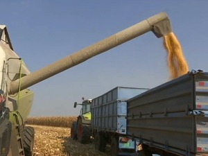 Веће површине кукуруза, ратаре мучи мањи избор иностраних хибрида 