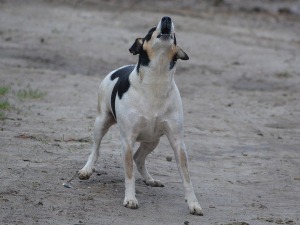 Чопор паса изуједао жену у Суботици