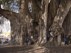 Приче о дрвећу: Бесмртно дрвеће, 7-10