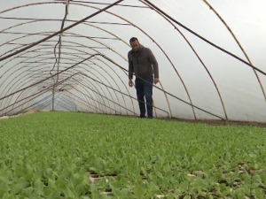 Чачак једини даје субвенције за укрупњавање поседа – шта би младе задржало на селу