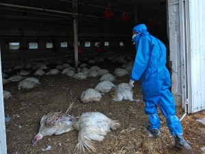 Забележени први случајеви заразе људи новим сојем птичјег грипа у Русији