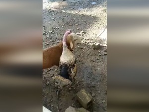 Судија у рингу