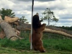 Плес око шипке