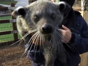 Бинтуронг Арчибалд започео беби-бум у београдском зоо-врту 