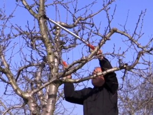 За резидбу воћа плаћа се и 600 динара по сату, али резача нема