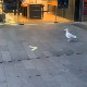 Дођох, видех, узех